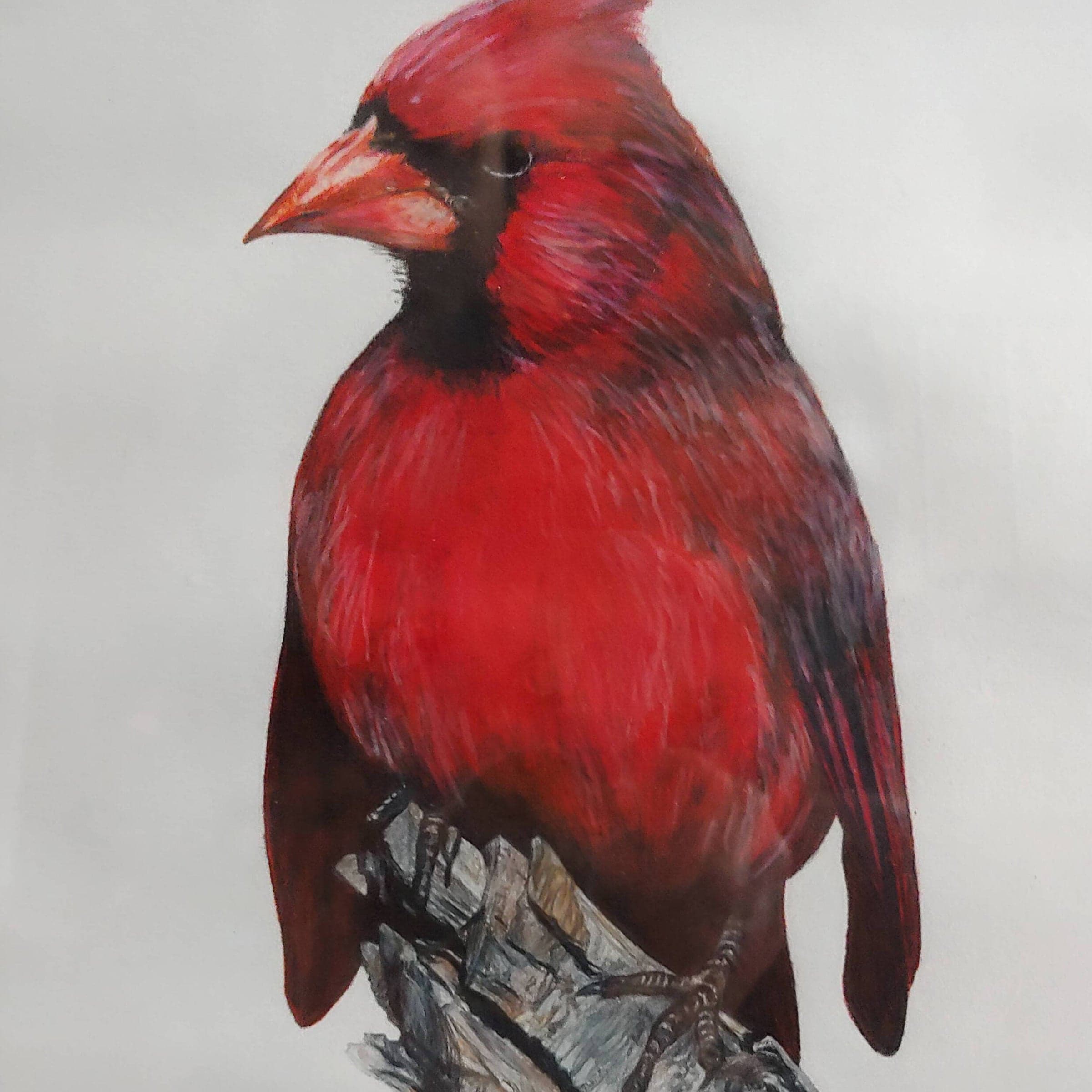 A detailed coloured-pencil drawing of a red cardinal on a branch, by Bronagh Joyce Morgan.